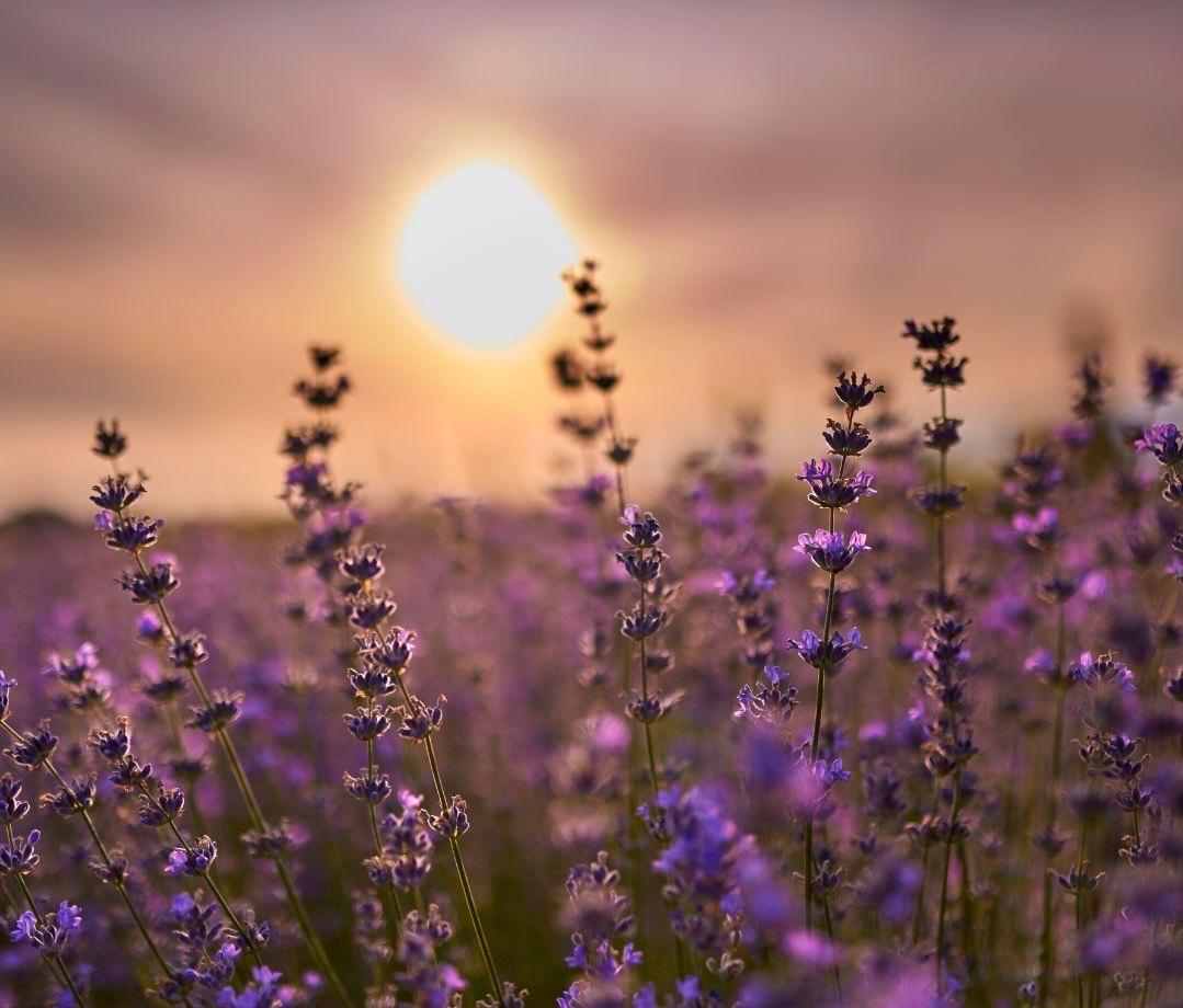 Campo de lavanda al atardecer, esencia de las Flores del Mediterráneo
